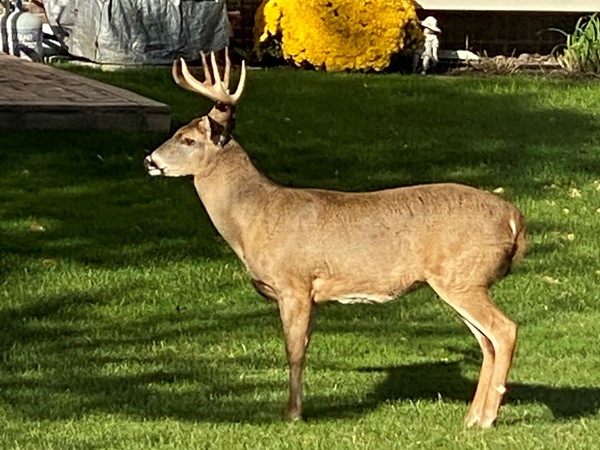 Looks like this buck is looking for a November safe house in Canton