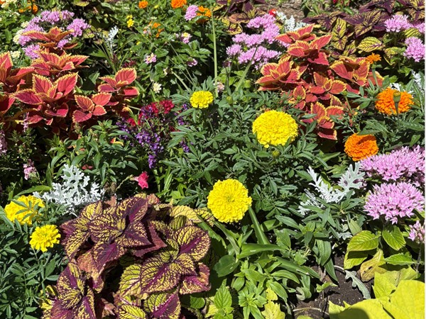 Gorgeous and colorful flowers! I wish I had a green thumb so that I could have pretty ones, too!