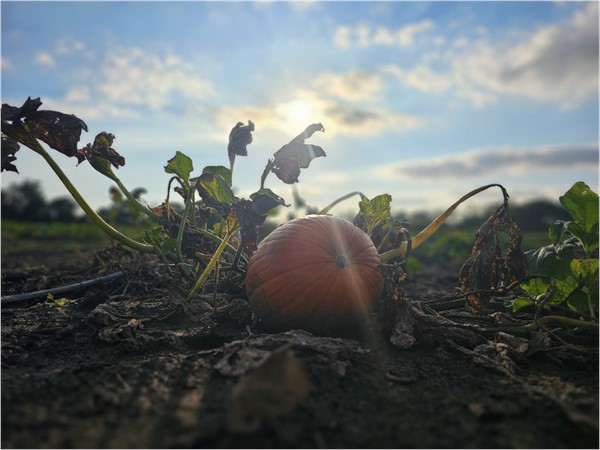 A golden pumpkin basking in the autumn sun. A perfect glimpse of fall’s simple beauty in the fields