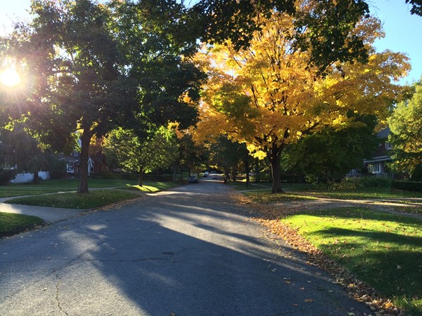 Enjoying the colors while walking my dog through Alger Heights. I love this time of year here
