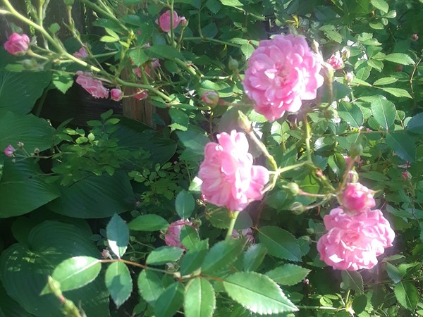 Rose's are in full bloom