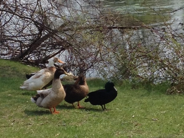 Ducks taking a break from the Mill Pond in downtown Brighton