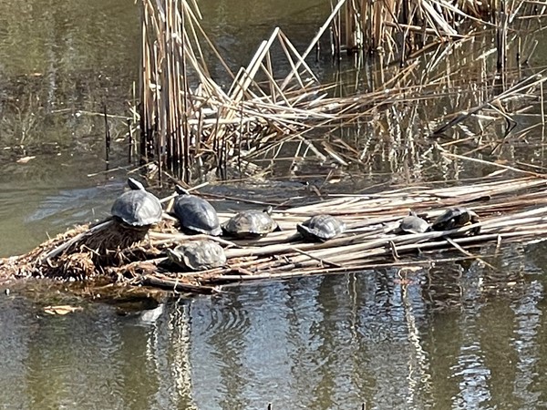 Family of Turtles sunning themselves in a Linn Creek pond
