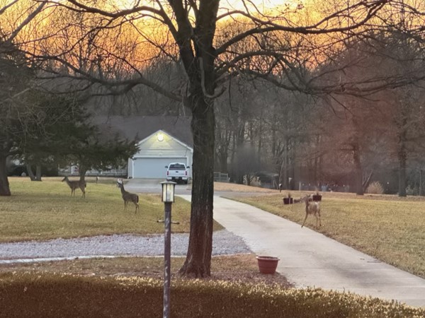 Deer enjoying a crisp morning in a property listed just outside of city limits Sedalia, MO 