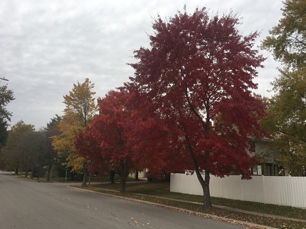 Brooktree tree lined streets in magnificent fall colors