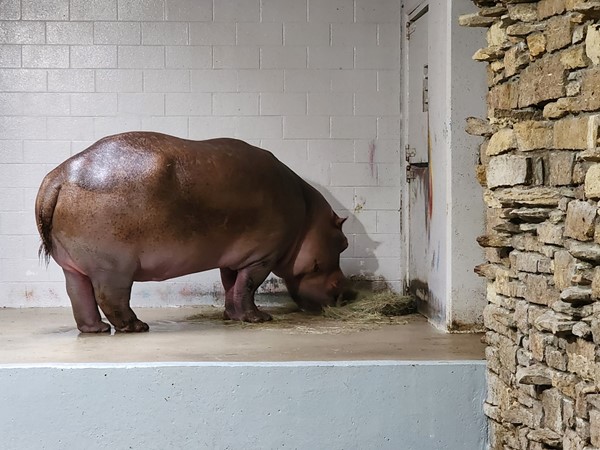 Hippo at the Topeka Zoo