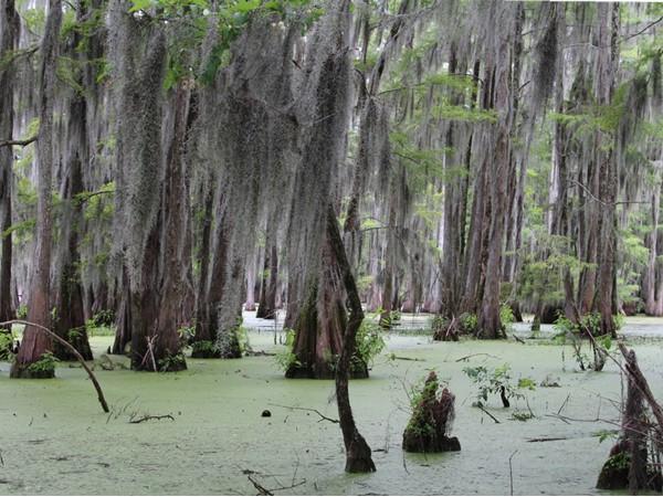Frenchman's Bend is surrounded by Bayou DeSiard and all the charms and nature that it brings