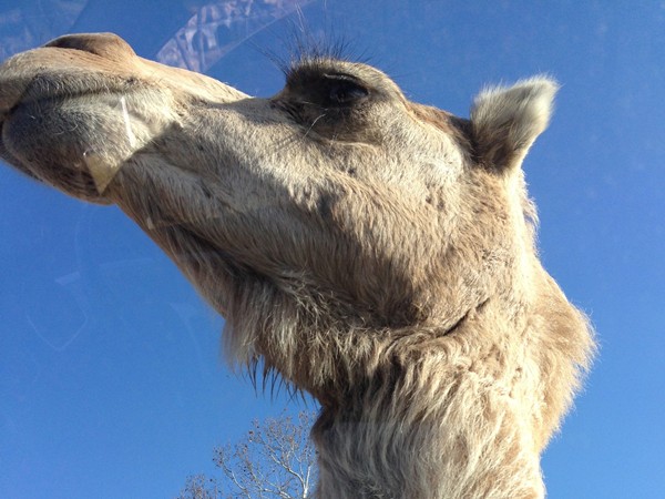 Curious camel at the Wild Wilderness Drive Through Safari