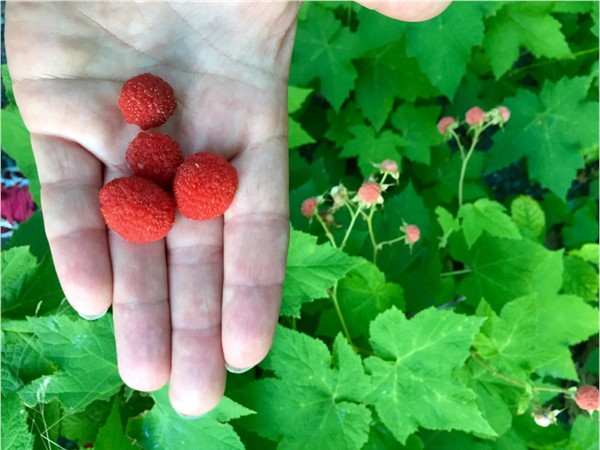 Thimbleberries are a fun treat when you find them! They grow wild along some of the bike paths