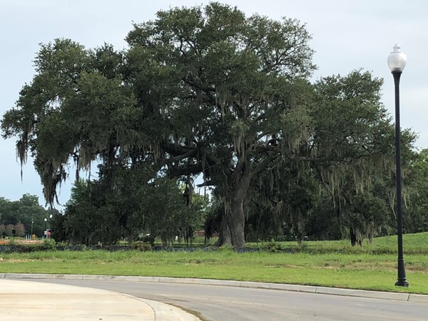 Beautiful oak trees located in Conway, a traditional neighborhood development in Gonzales  
