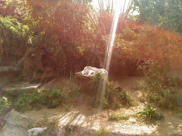 I went down to the Audubon Zoo where I found two white tigers basking in the afternoon sun