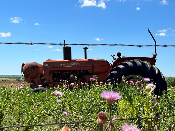Antique tractors and Scotch Thistle create picturesque rural scenery