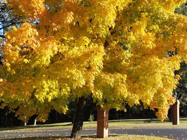 Exceptionally pretty fall tree on Hilltop Drive