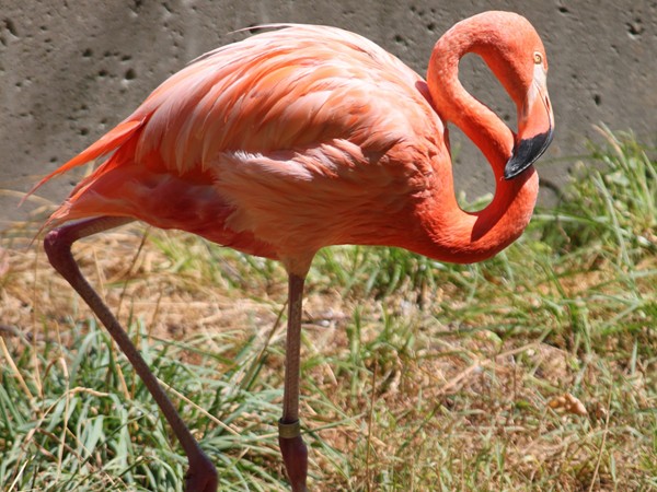 Beautiful flamingo at the Henry Doorly Zoo