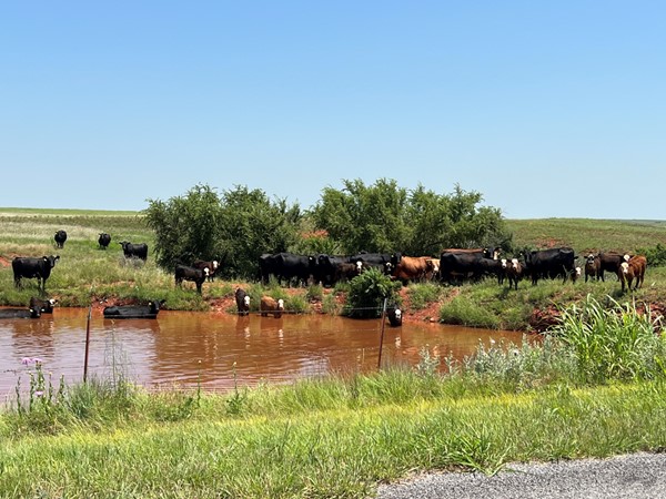 A herd of cows take a dip to cool off, enjoying the unusually ample rainfall of this spring 