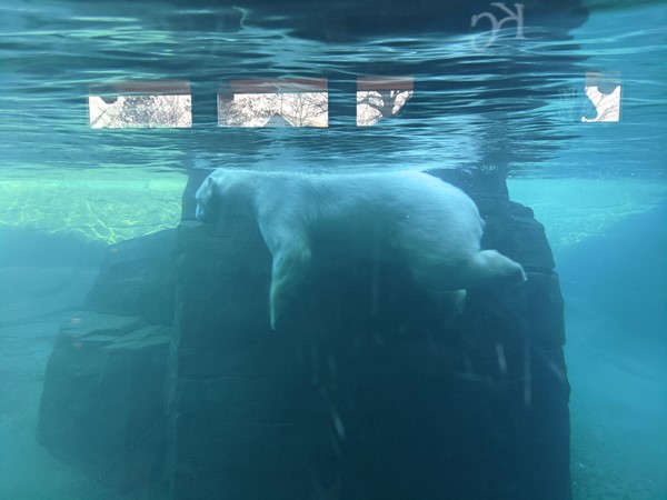 Watch polar bears swim at the Kansas City Zoo