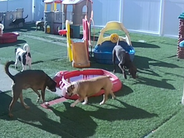 My two furbabies and their friends playing at Lucky Dog Daycare Luxury & Boarding