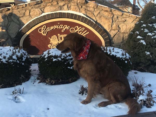 Find homes in Carriage Hills with Diego the golden. 