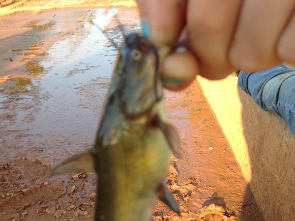 Big or small, there are lots of fish to be caught in creeks around Lahoma