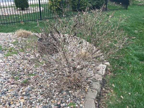 I truly wish I had a green thumb but I do not!!!