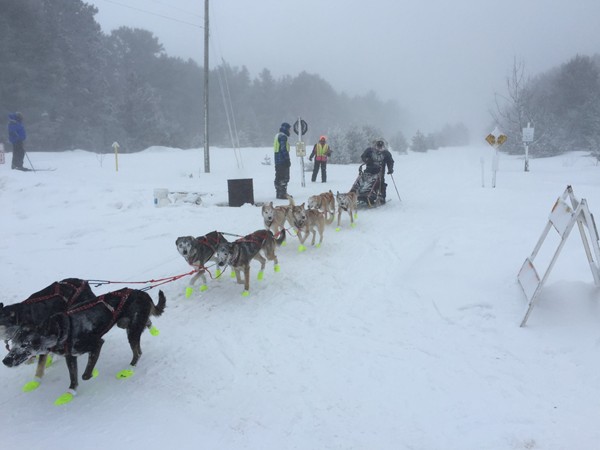 Musher safely passing through during a blizzard on UP 200 weekend in Marquette County 