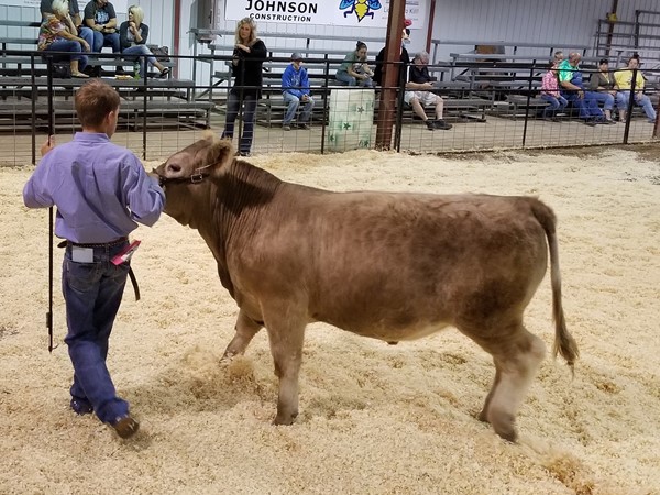 Market Steer Exhibitor at the 2017 Leflore County Fall Fair in Poteau