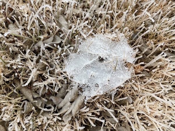 Temperature down to 19 degrees this morning in Bartlesville. Frozen spider web in Woodland 