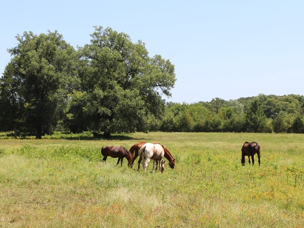 Horse Country, Southeastern Oklahoma - Equestrian trails