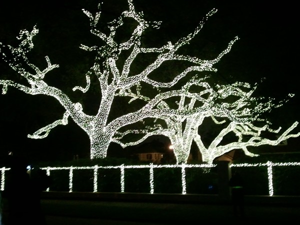 Awe inspiring lights line every inch of these majestic oaks on St Charles Ave for the holiday season