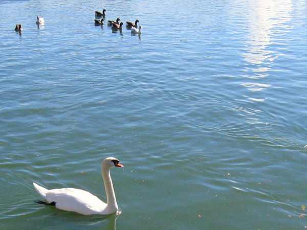 Swan, ducks and geese are ready to be fed at Heartland of America Park 