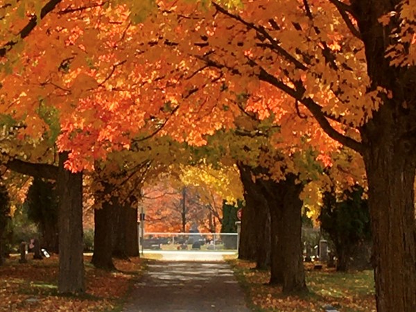 Alpena fall color