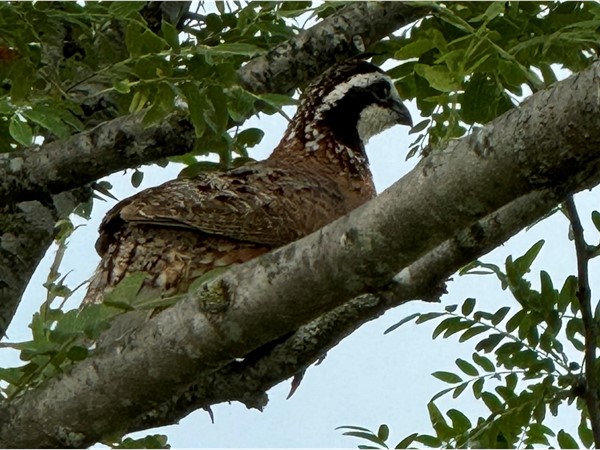 Wildlife everywhere. Spotted this Bob white quail this morning