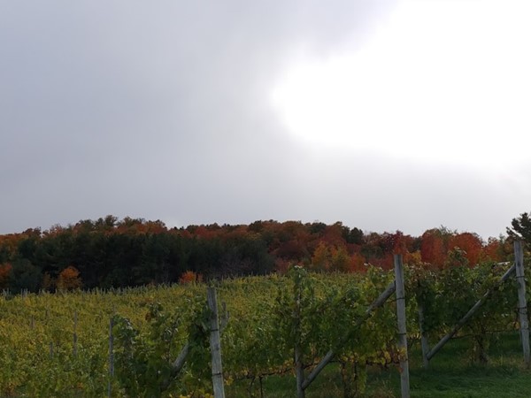 A fall color and vineyard tour...a breath taking view from Willow Vineyards