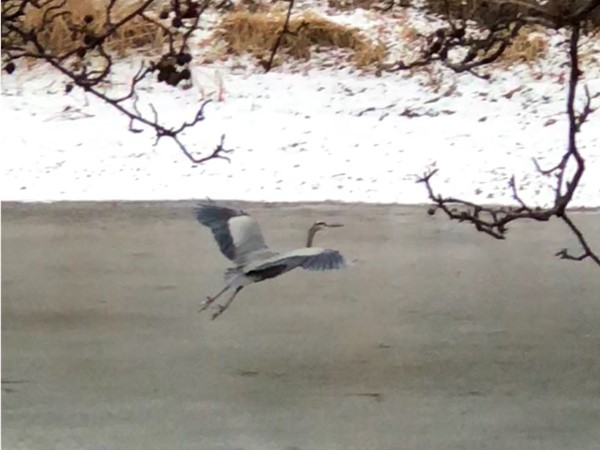 Blue heron flying over the pond at the front entrance of lower Canterbury
