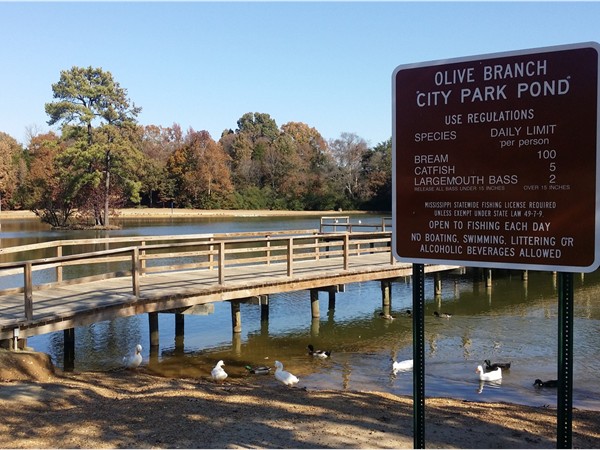 Olive Branch City Park offers fishing, walking/nature trails, tennis courts, and other fields