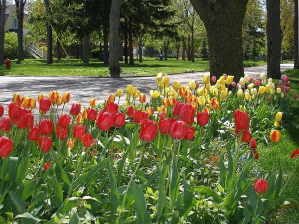 Tulips on the Boulevard