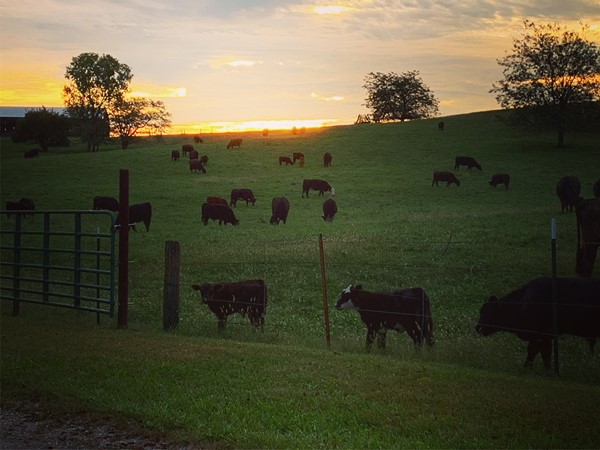 Midwest pasture 
