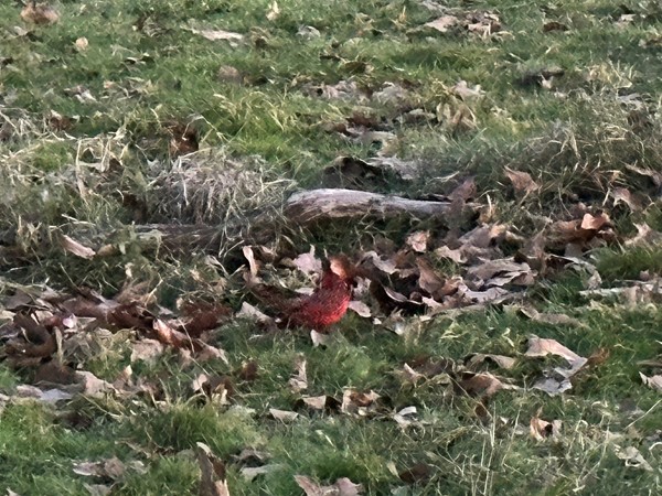 The beautiful winter birds 