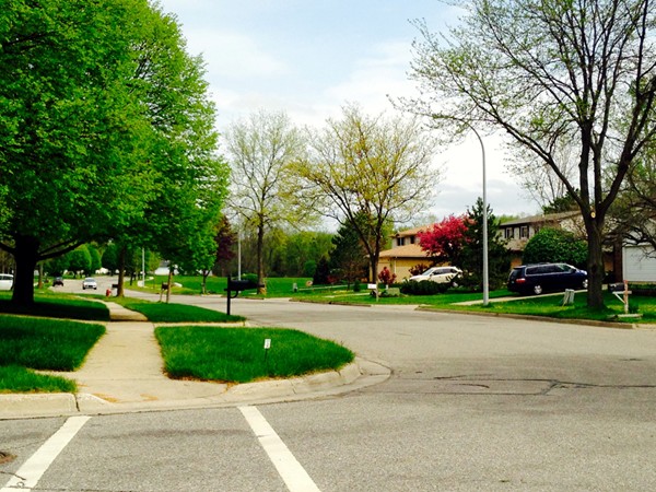 A quiet street with mature trees