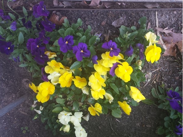 A house on St. Charles has lovely pansies