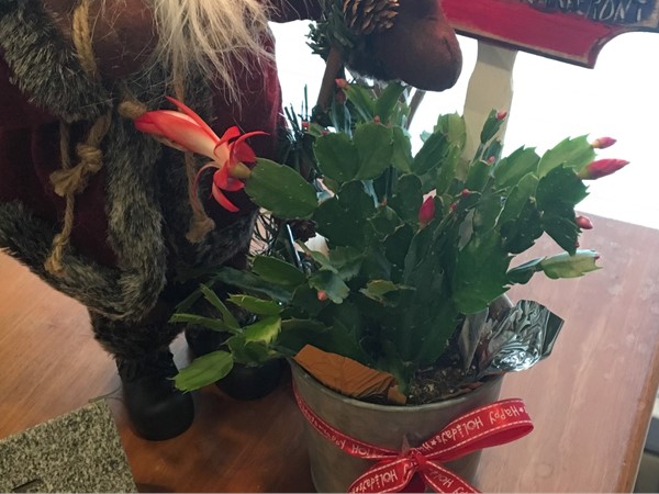 Beginning to look a little like Christmas here at Lake Wedowee!  The Christmas cactus blooming