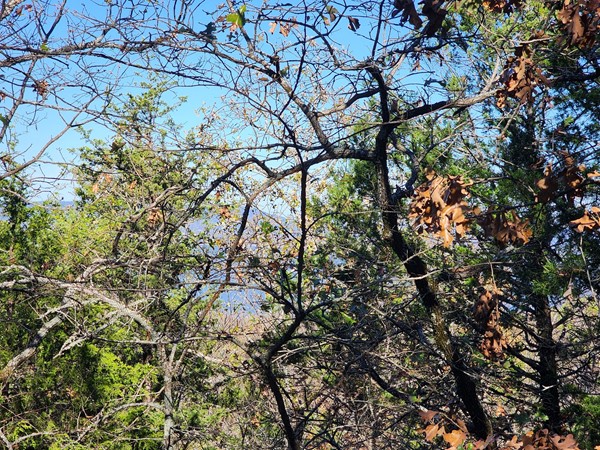 Sardis Lake through the tree tops