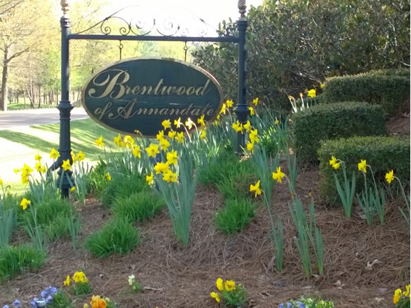 Beautiful spring day at Brentwood. Love this landscaping at the entrance