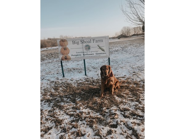 National Historic Big Shoal Farm in Gladstone Missouri. Diego the Golden Retriever by the sign