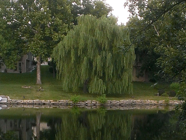 A weeping willow cries itself to sleep at the end of the day
