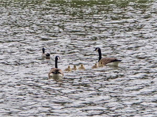 Gosling season!