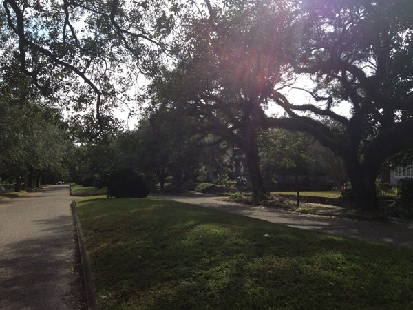 Street scene of McDonald Ave. Gorgeous oaks line the street with center islands