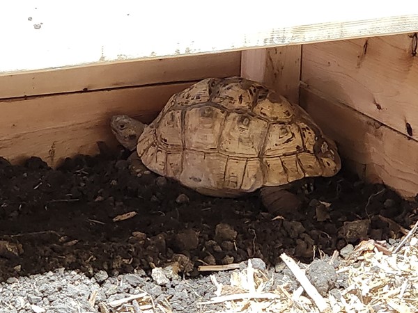 Turtle at the Topeka Zoo