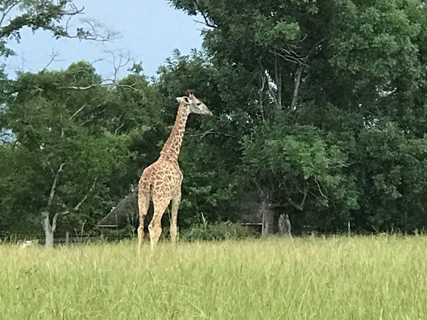 Did you know you can see giraffes right here in Brandon?