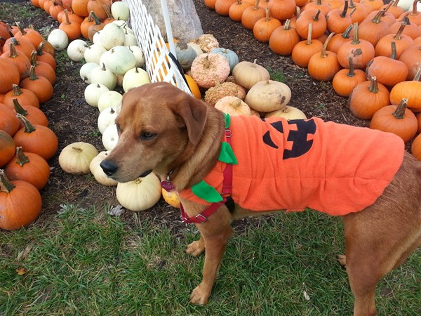 It's pumpkin time in Goodrich 